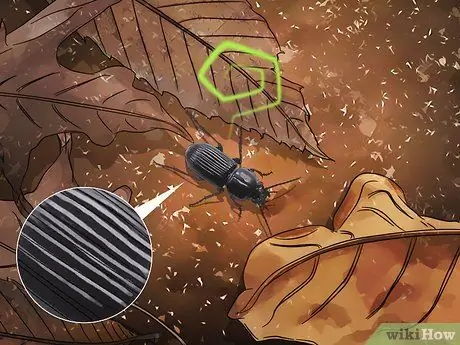 Определение жуков Шаг 9