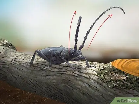 Определение жуков Шаг 10