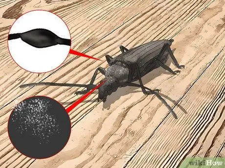 Определение жуков Шаг 12