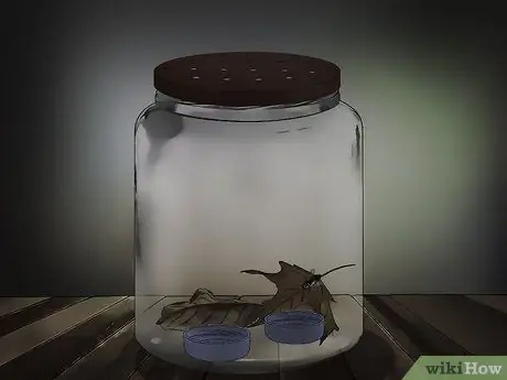 Держите питомца в воздухе Шаг 10