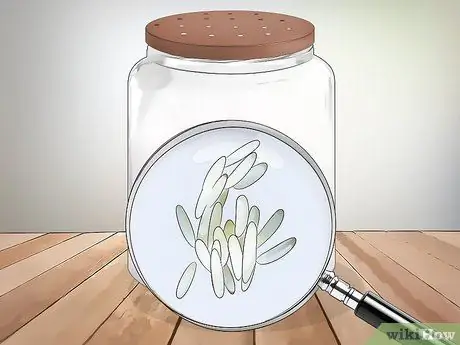 Keep a Pet Fly Шаг 11