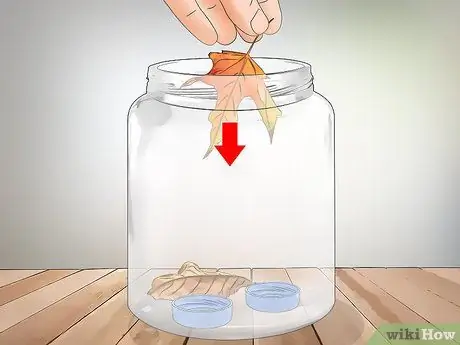 Keep a Pet Fly Шаг 4