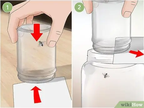 Keep a Pet Fly Шаг 5