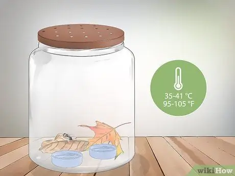 Keep a Pet Fly Шаг 6