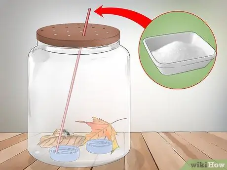 Держи домашнее животное летать Шаг 8