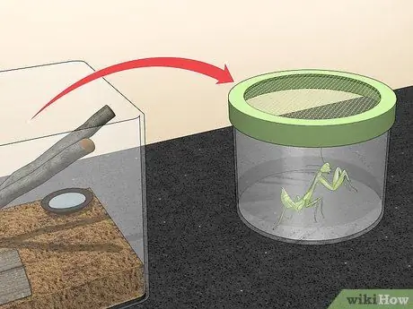 Позаботьтесь о богомоле Шаг 12
