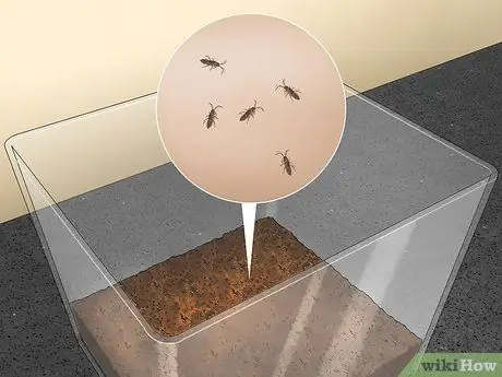 Позаботьтесь о богомоле Шаг 14