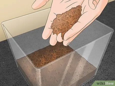 Позаботьтесь о богомоле, шаг 2