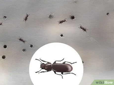 Определение личинок термитов Шаг 11