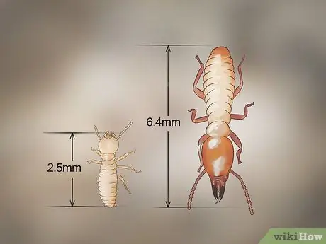 Определение личинок термитов Шаг 3
