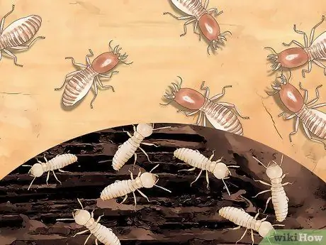 Определение личинок термитов Шаг 4