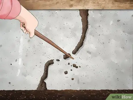 Определение личинок термитов Шаг 7