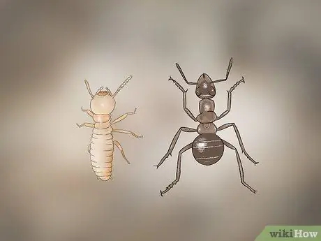 Определение личинок термитов Шаг 9