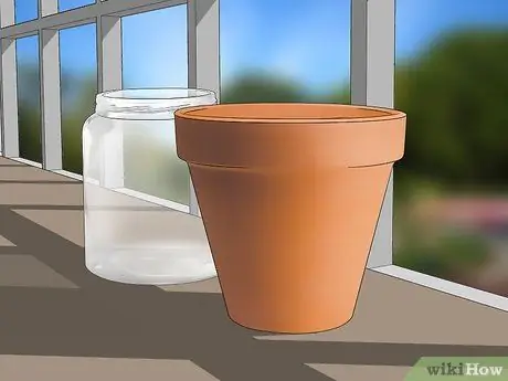 Уход за гигантской гусеницей леопардовой бабочки Шаг 1