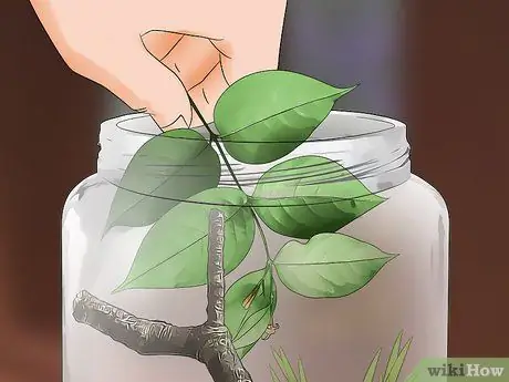 Уход за гигантским леопардовым мотыльком Caterpillar Шаг 10