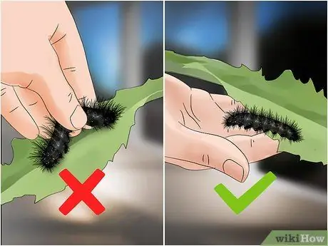 Уход за гигантским леопардовым мотыльком Caterpillar Шаг 14