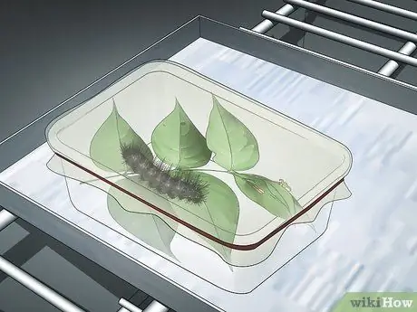 Уход за гигантским леопардовым мотыльком Caterpillar Шаг 15