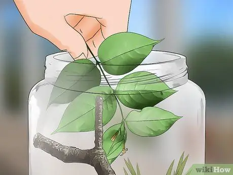 Уход за гигантским леопардовым мотыльком Caterpillar Шаг 16