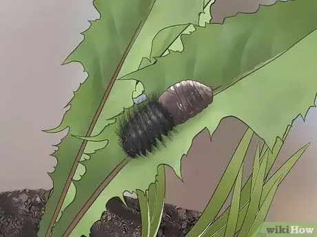 Уход за гигантским леопардовым мотыльком Caterpillar Шаг 17