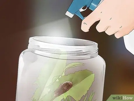 Уход за гигантским леопардовым мотыльком Caterpillar Шаг 18