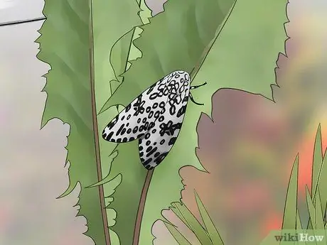 Уход за гигантским леопардовым мотыльком Caterpillar Шаг 19