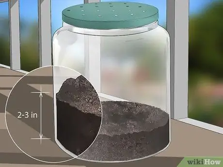 Уход за гигантским леопардовым мотылеком Caterpillar Шаг 3