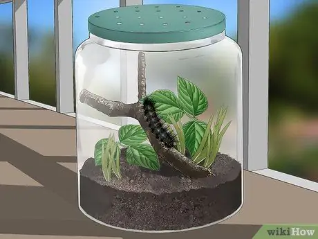 Уход за гигантским леопардовым мотыльком Caterpillar Шаг 4