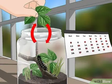 Уход за гигантским леопардовым мотыльком Caterpillar Шаг 5
