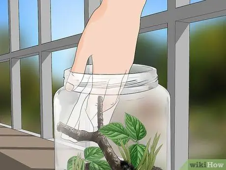 Уход за гигантским леопардовым мотыльком Caterpillar Шаг 6