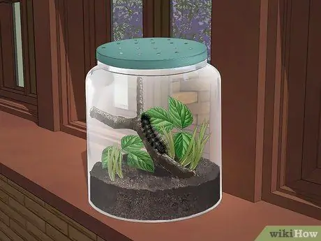 Уход за гигантским леопардовым мотыльком Caterpillar Шаг 7