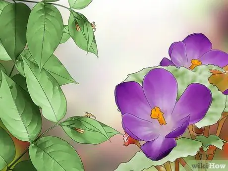 Уход за гигантским леопардовым мотылеком Caterpillar Шаг 8