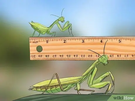 Поймать и удержать богомола Шаг 13