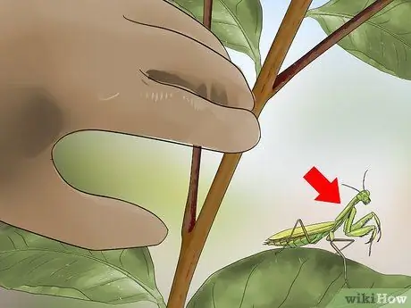 Поймай и держи богомола Шаг 3