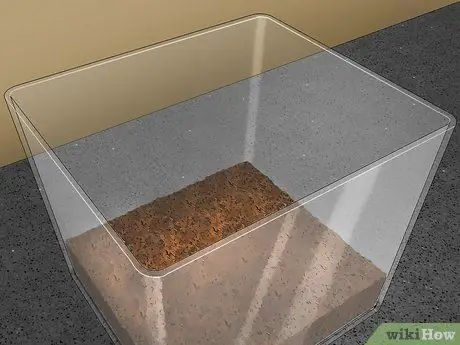 Поймай и держи богомола Шаг 6