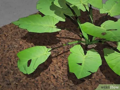 Поймай и держи богомола Шаг 7