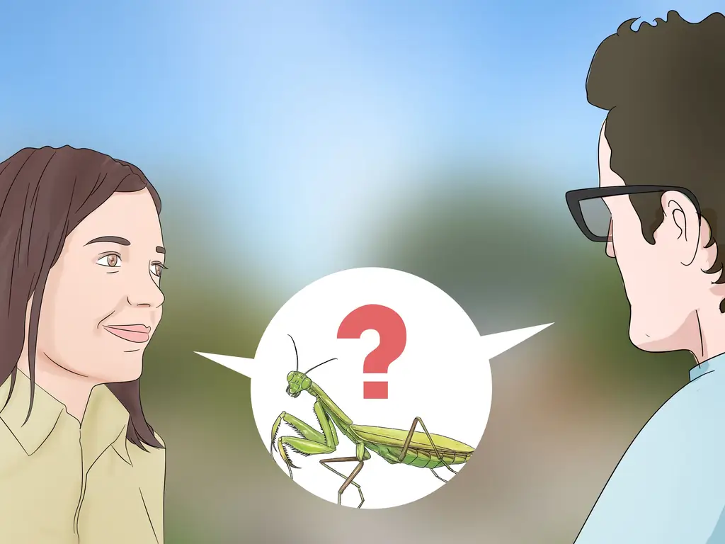 4 способа держать богомола в качестве домашнего животного