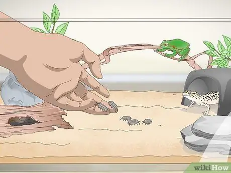 Порода изопод Шаг 11