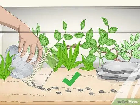 Выведение изопод Шаг 12