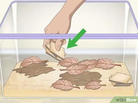 Выведение изопод Шаг 4