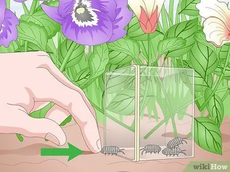 Выведение изопод Шаг 5