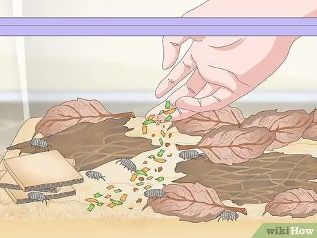 Порода изоподы Шаг 7