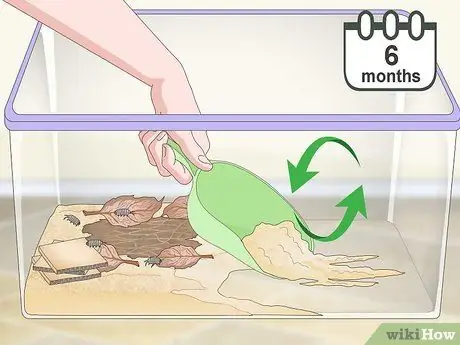 Порода изоподы Шаг 8