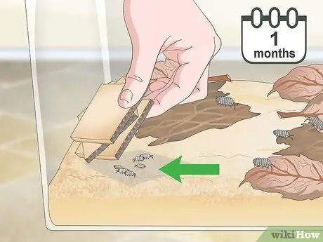 Порода изопод Шаг 9