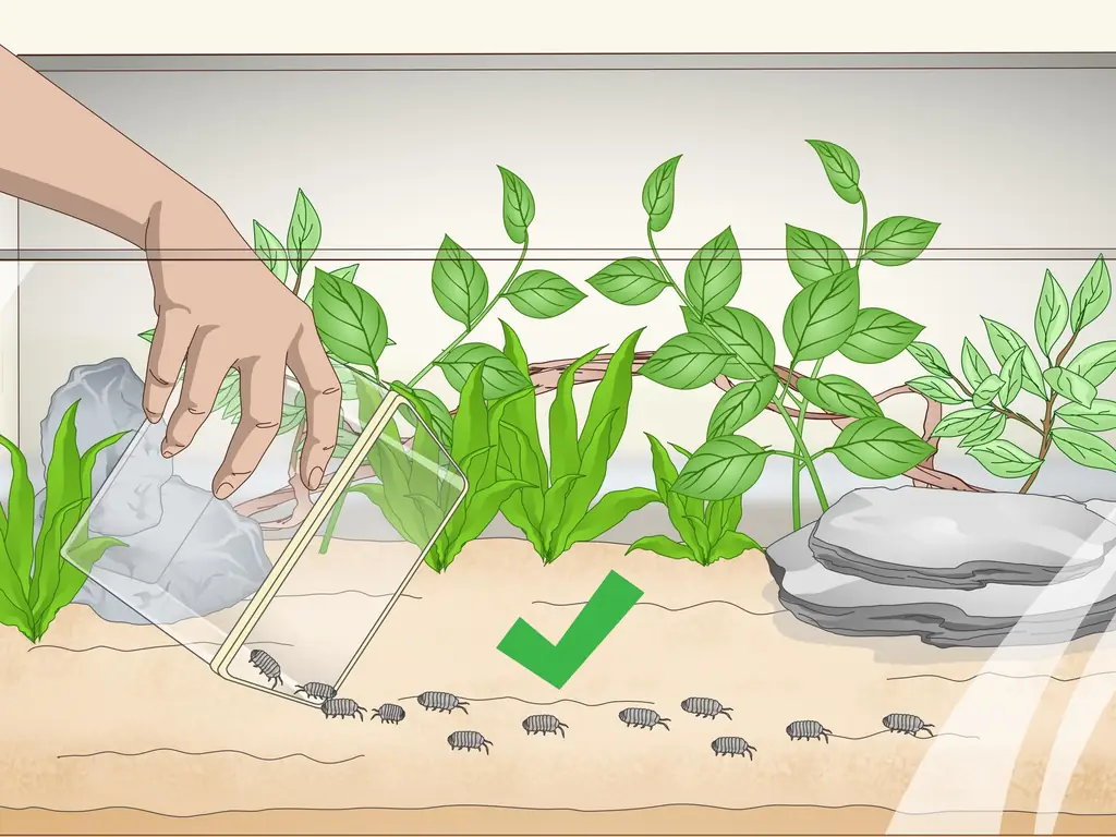 Как разводить изопод: 12 шагов (с иллюстрациями)