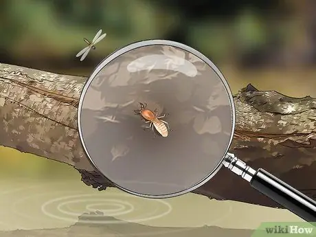 Определите насекомое Шаг 1