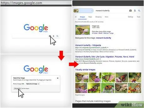 Определите насекомое Шаг 10