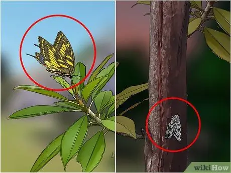 Определите насекомое Шаг 2