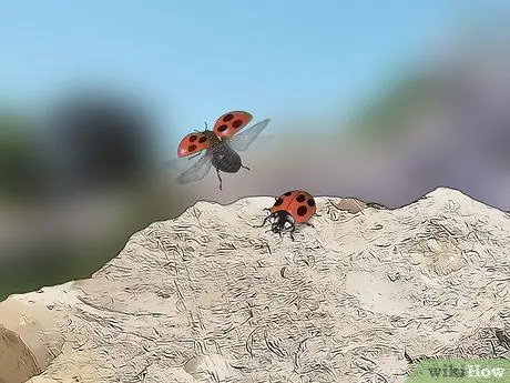 Определите насекомое Шаг 3