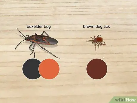 Определите насекомое Шаг 4