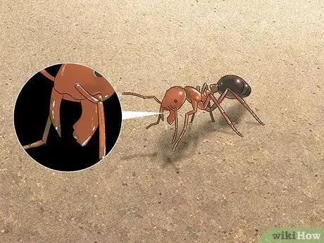 Определите насекомое Шаг 6